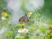 A blue glassy tiger butterfly perched on a small white flower in a garden